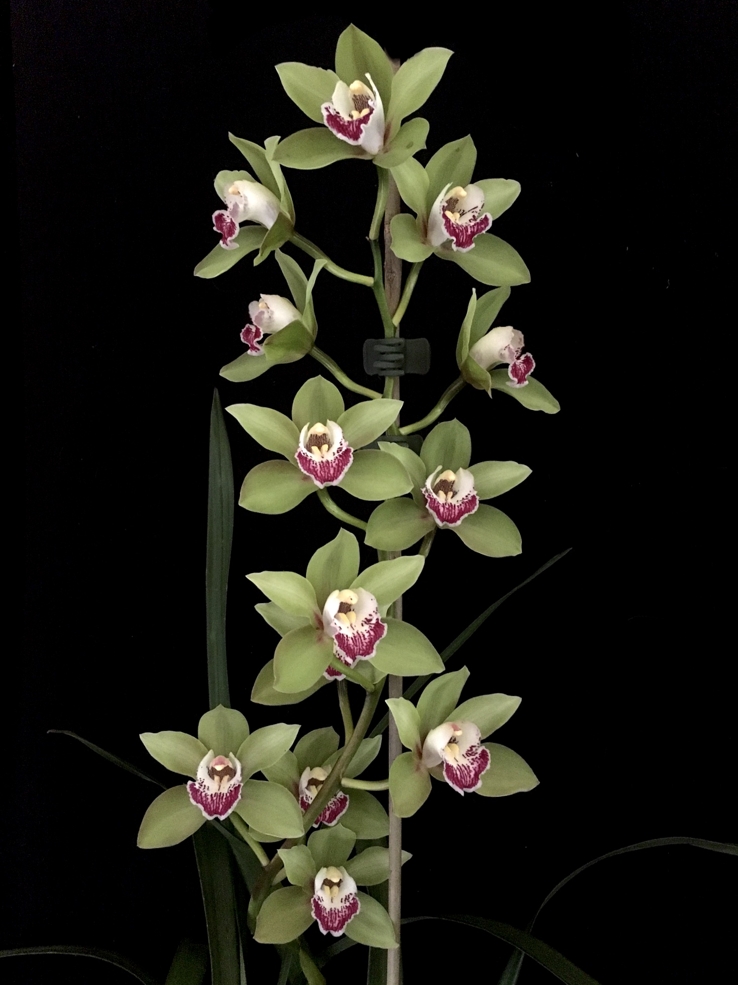Cymbidium green Southern Suburbs Orchid Society Inc.