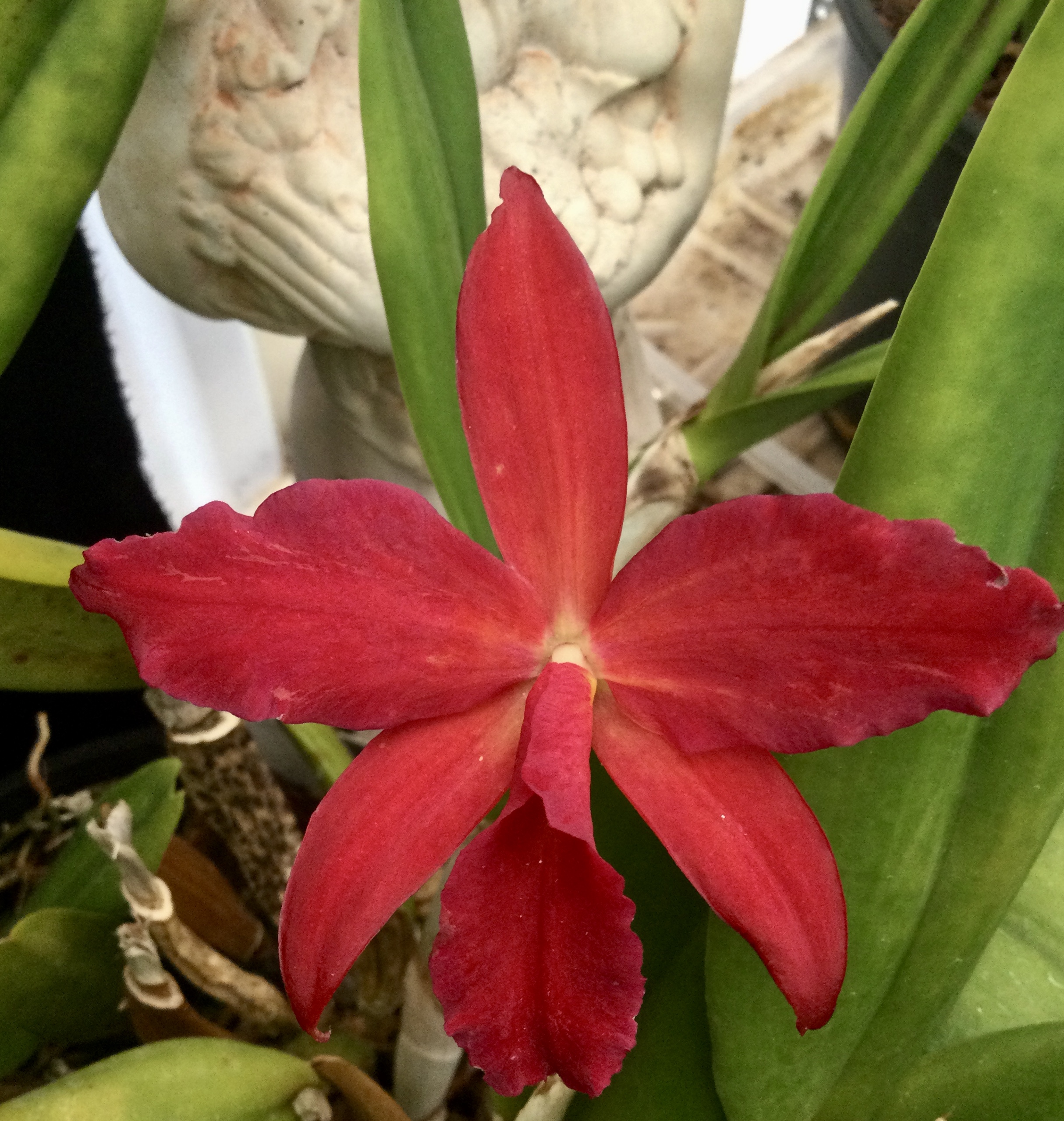 Slc Jewel Box ‘Dark Waters’ Southern Suburbs Orchid Society Inc.