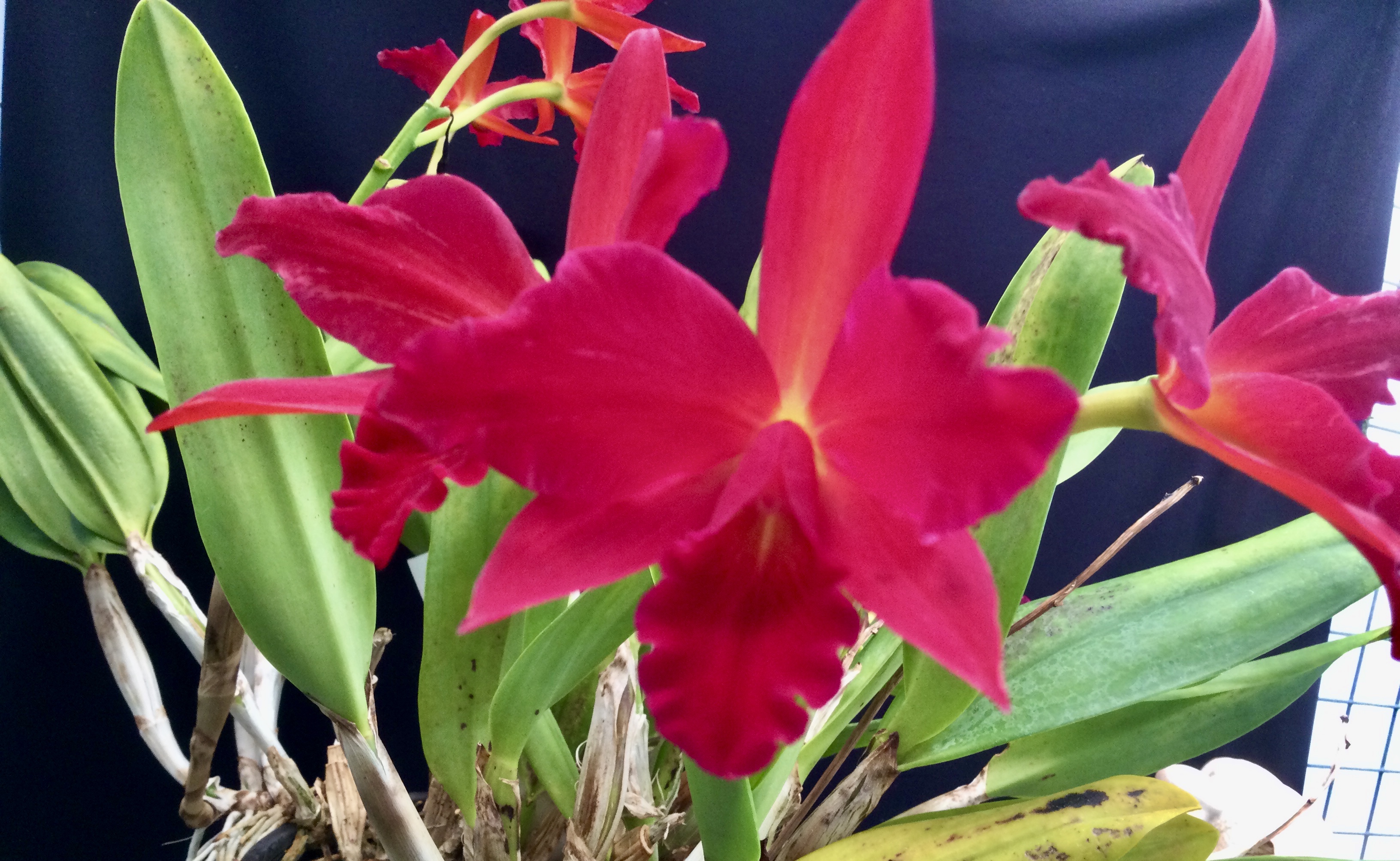 Slc .Jewel Box ‘Dark Waters’ Southern Suburbs Orchid Society Inc.