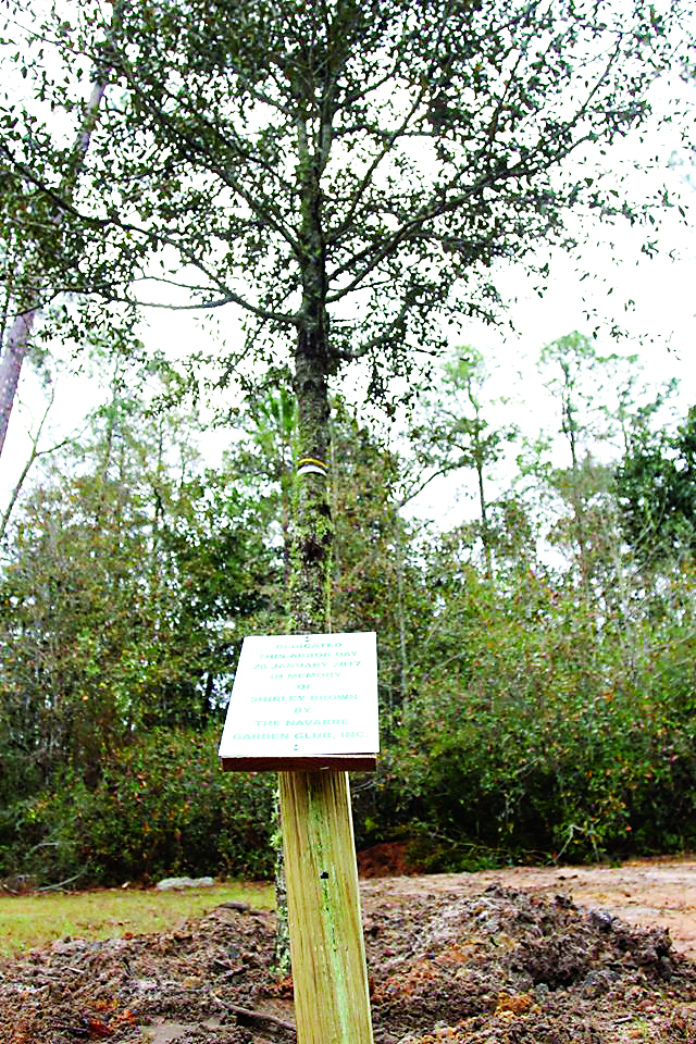 Navarre Garden Club Arbor Day planting pays tribute to local legend