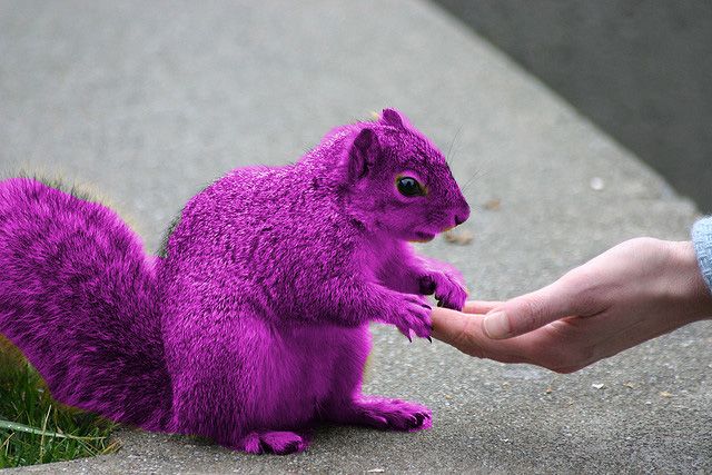 Recruiting Purple Squirrels System Soft Technologies