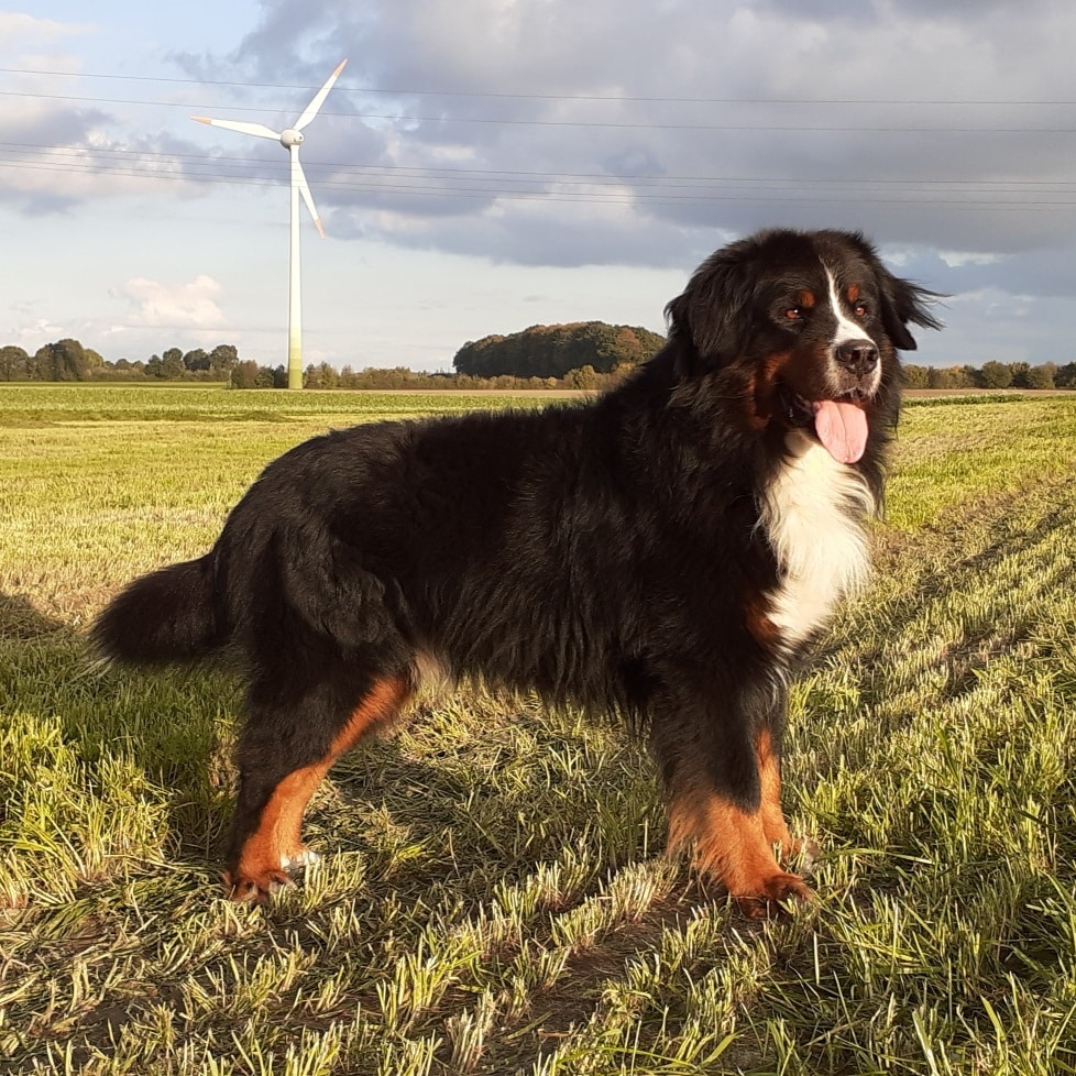 Berner Sennenhund Galerie