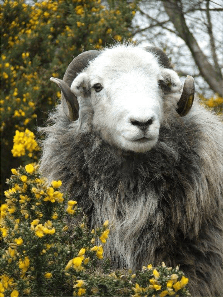 Herdwick Sheep at Columba's Barn. The Society of St. Columba
