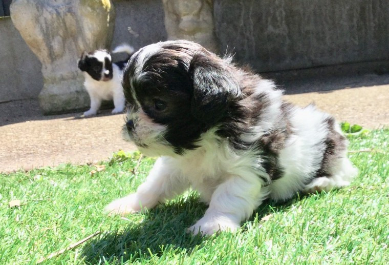Rare Toy Breed Enchanting Miki Puppies For Sale. Pets