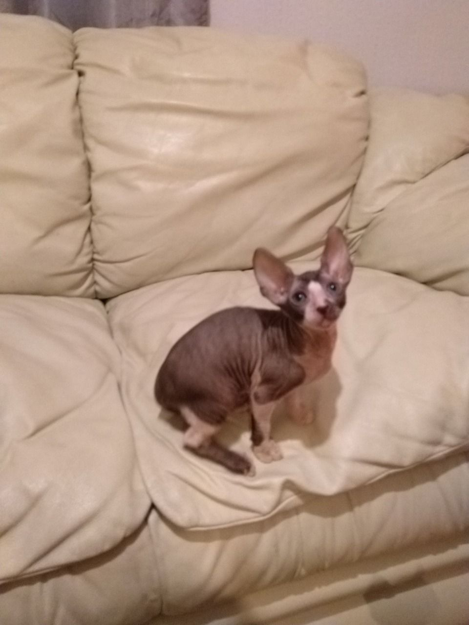 Cornish Rex Kittens Pets Rehoming, Sharjah City