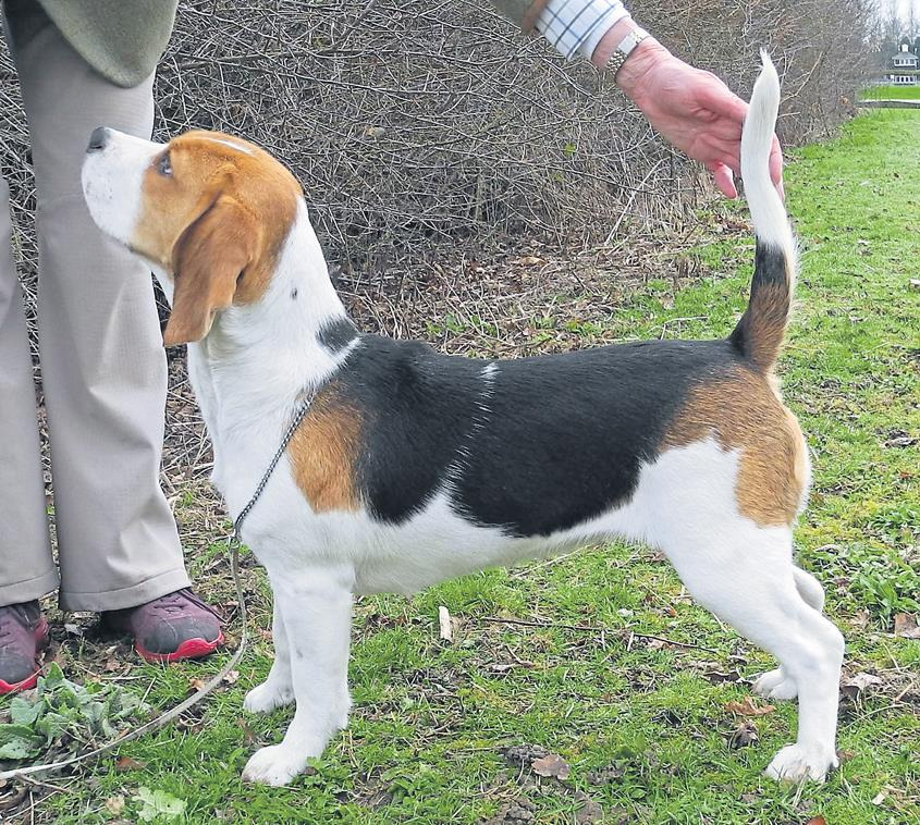 Adorable Beagle Puppies For adoption Pets Rehoming, AlFujayrah