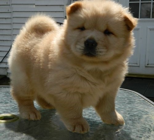 chow chow puppy for adoption now watsaap ( +12524950235 ) Pets