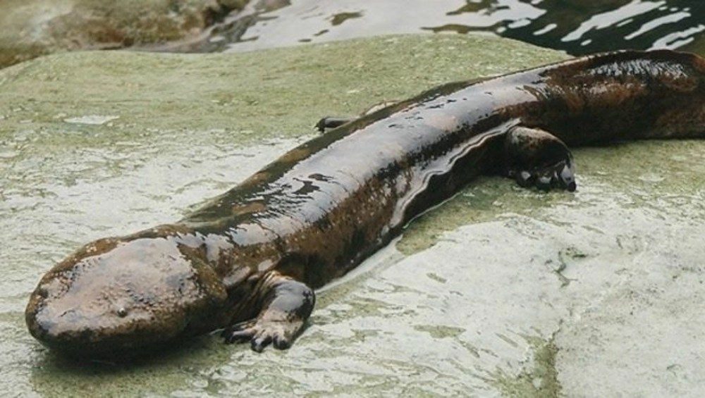 New Chinese Giant Salamander Species May Be World's Biggest Amphibian