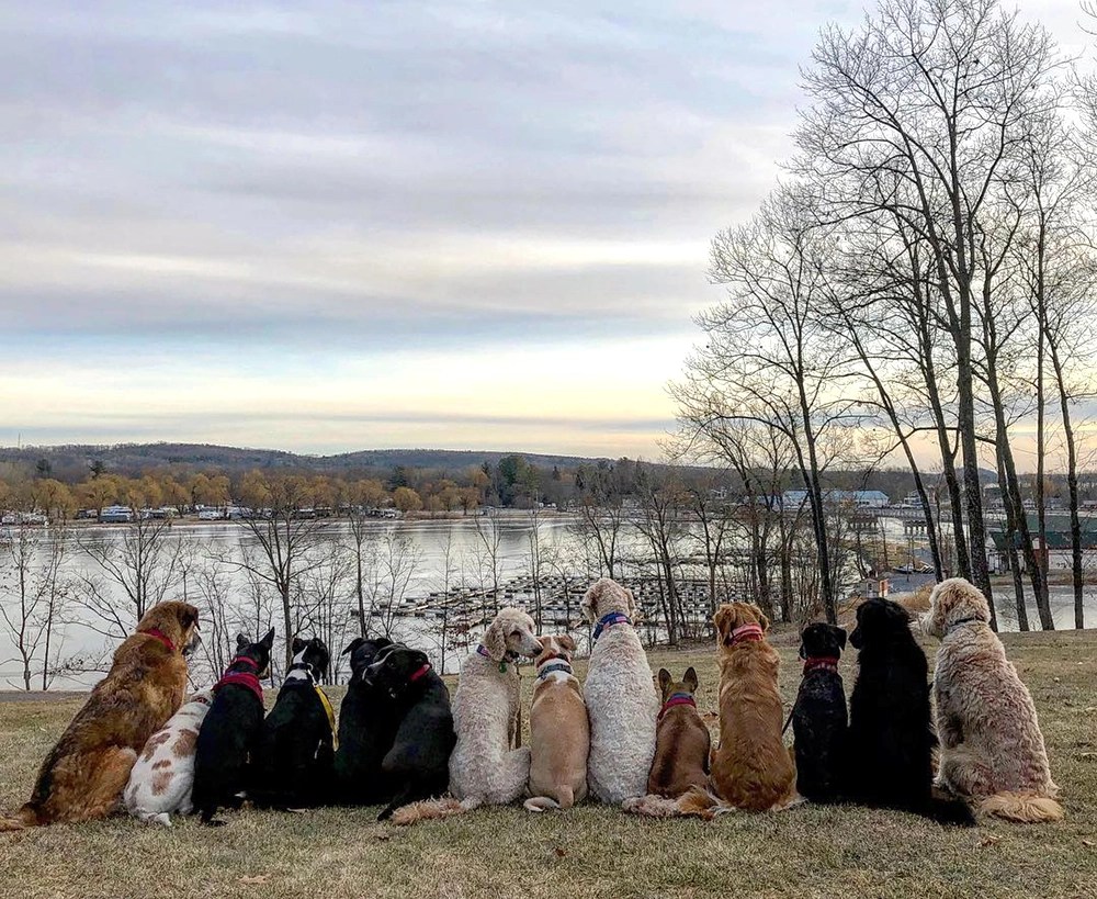 Pictures of Pack Walking Dogs by Saratoga Dog Walkers in New York Are