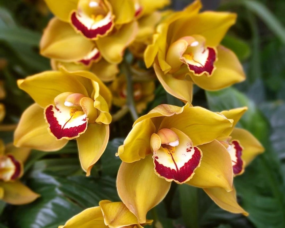 Spring Equinox 2019 Beautiful Pictures of Flowers Blooming From Around