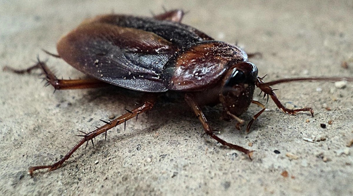 Viral News Cigarette cockroach at NYC is the new sensation