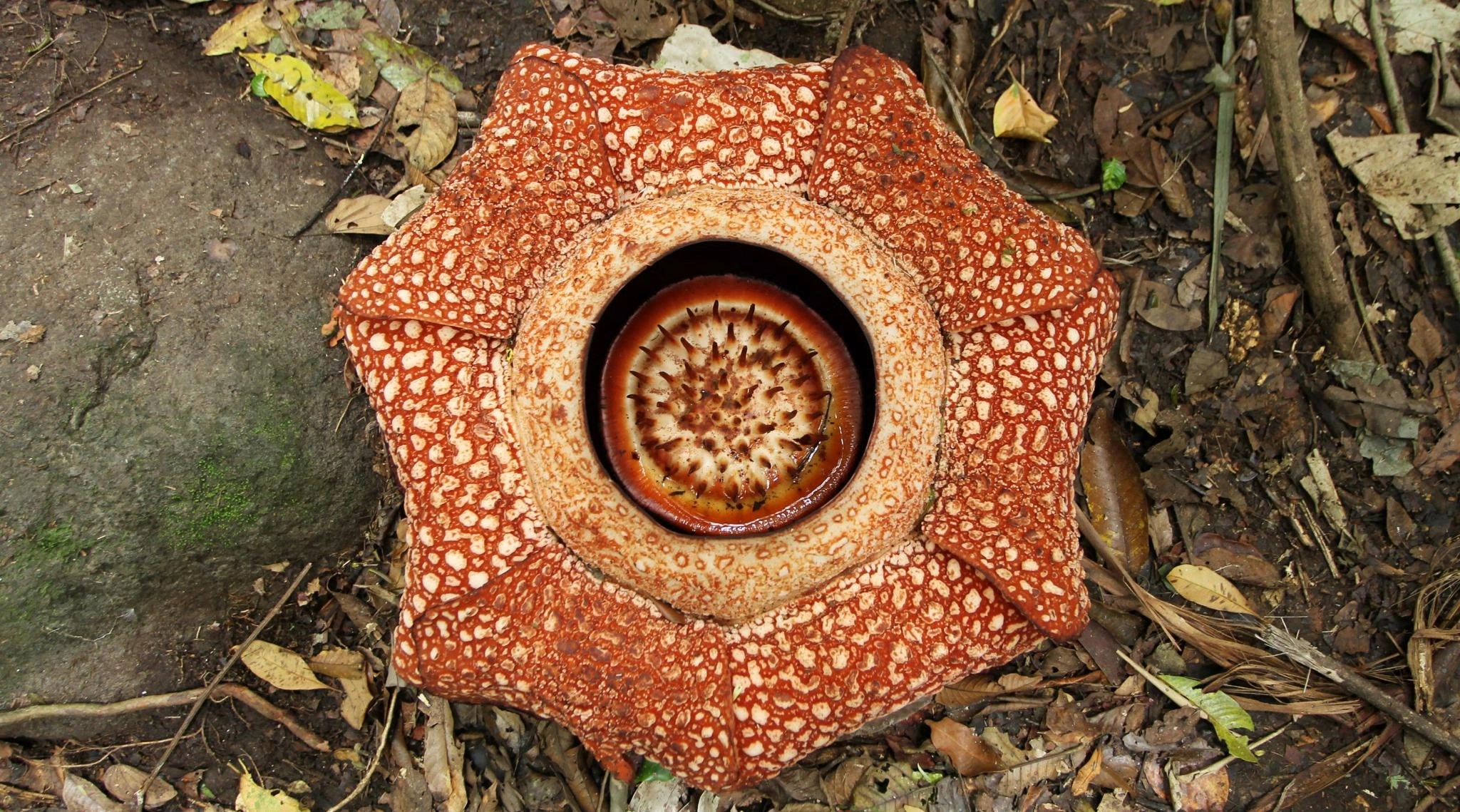 World's Largest Flower Rafflesia Arnoldii's Biggest Specimen Found in