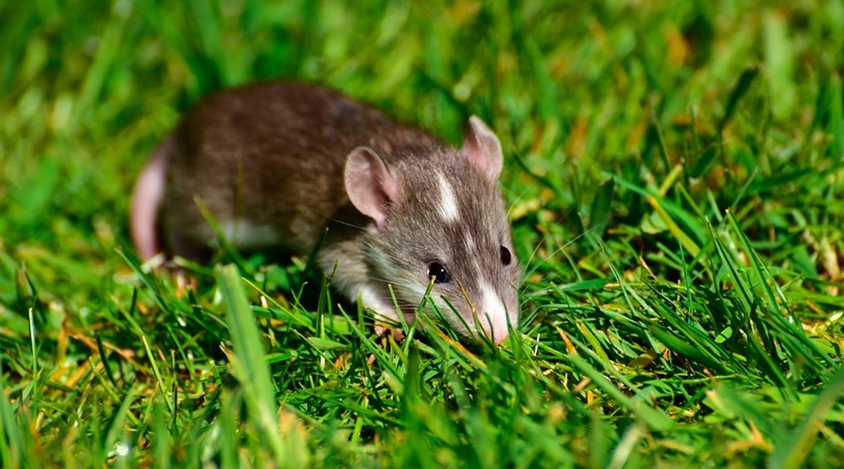 Fact Check News Can the Hantavirus Transmit From Human to Human and Do You Need to Quarantine