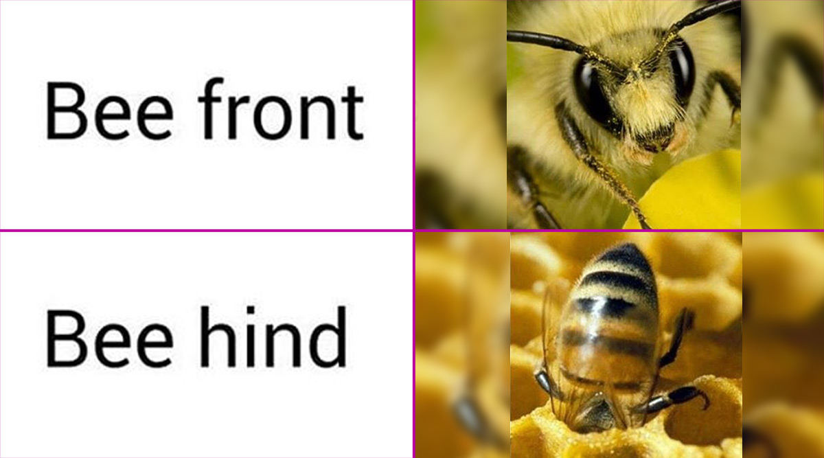 National Honey Bee Day 2020 Funny Memes and Jokes LOL at These
