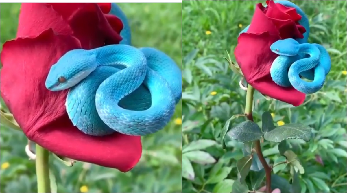Video of RARE Blue Pit Viper Curled Over Red Rose Goes Viral; Know