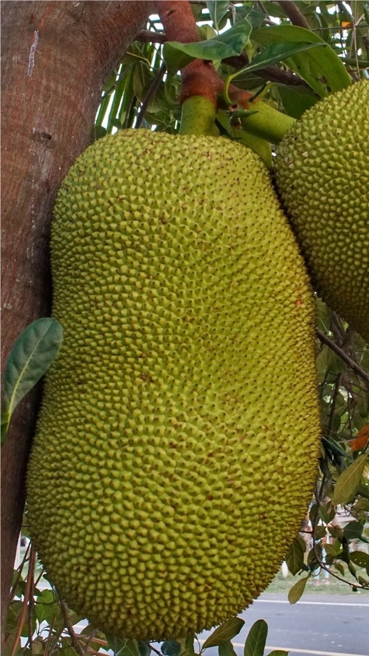 Jackfruit Day 2021 From Health Benefits to Nutritional Value, 10 Facts About Jackfruit 🍔 LatestLY