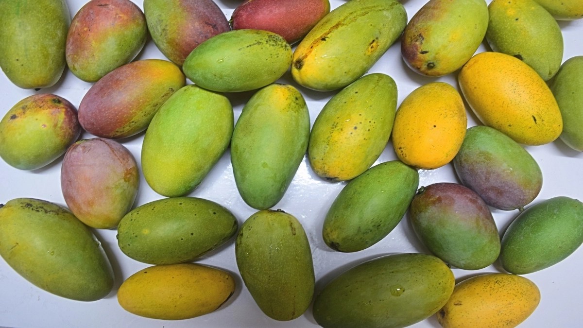 Mango Season in India From Dasheri to Alphonso, 6 Types of Mangoes