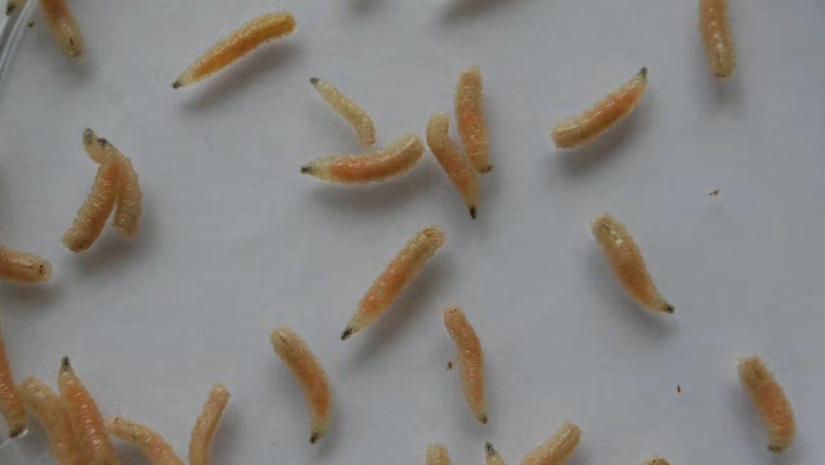 India News Doctors at Century Hospital Remove 150 Maggots From 50