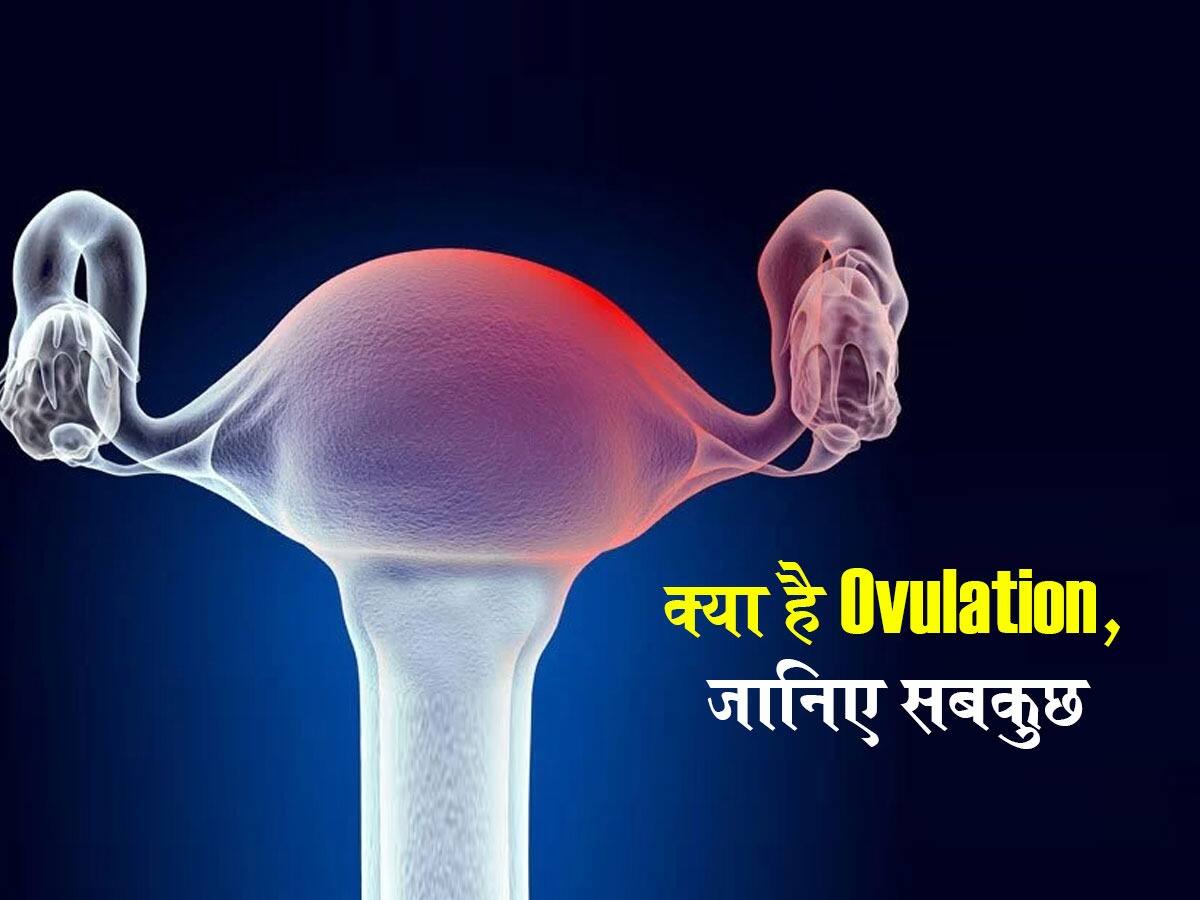 What is Ovulation Period in hindi मां बनने से पहले जान लें कितना