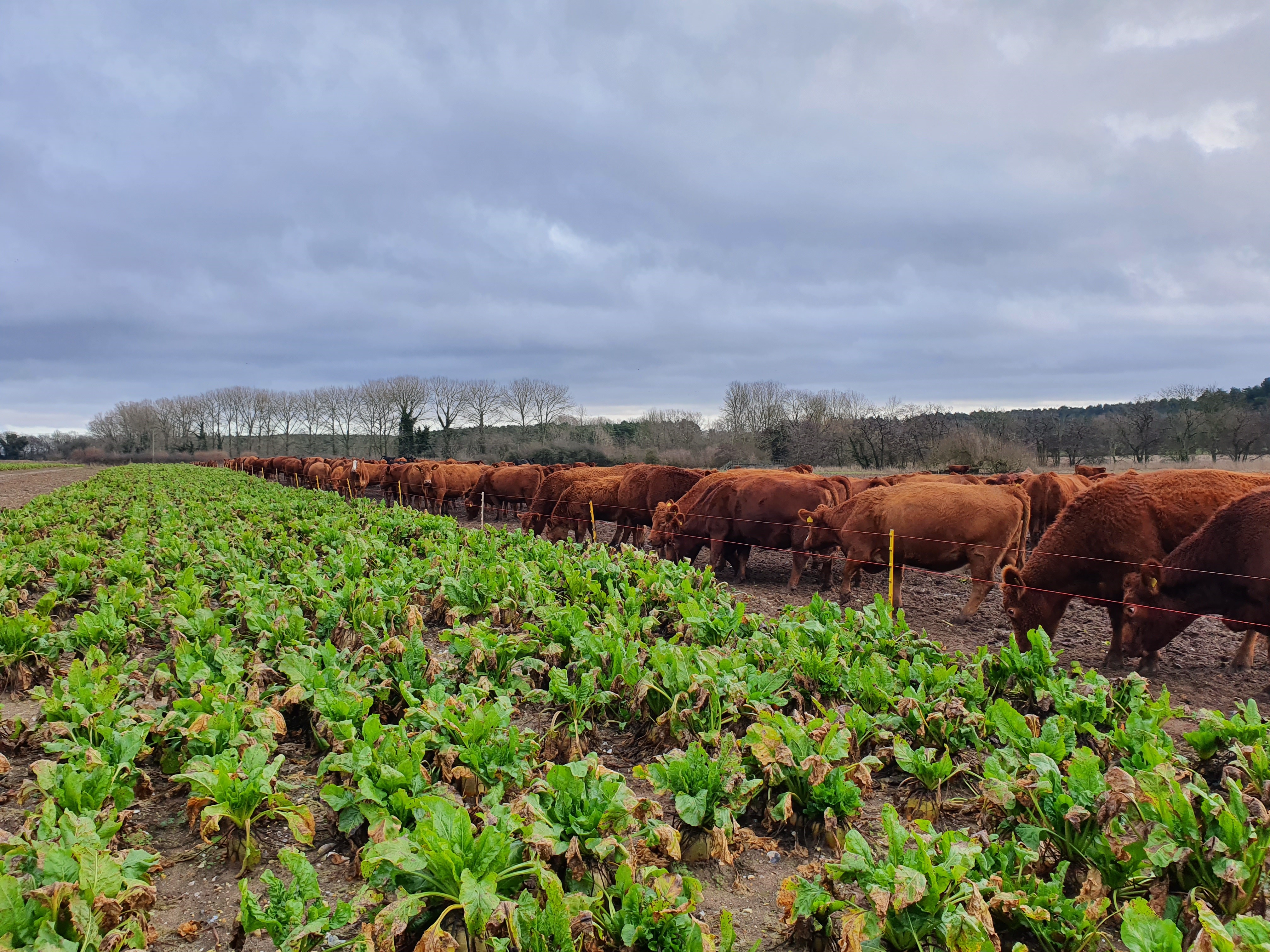 Outwintering Stabilisers on Fodder Beet Open Day Stabiliser Cattle