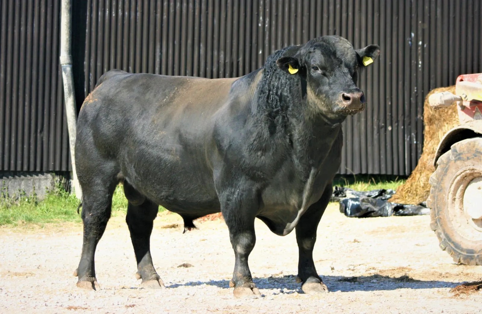 NEW STABILISER SEMEN AVAILABLE Stabiliser Cattle Company
