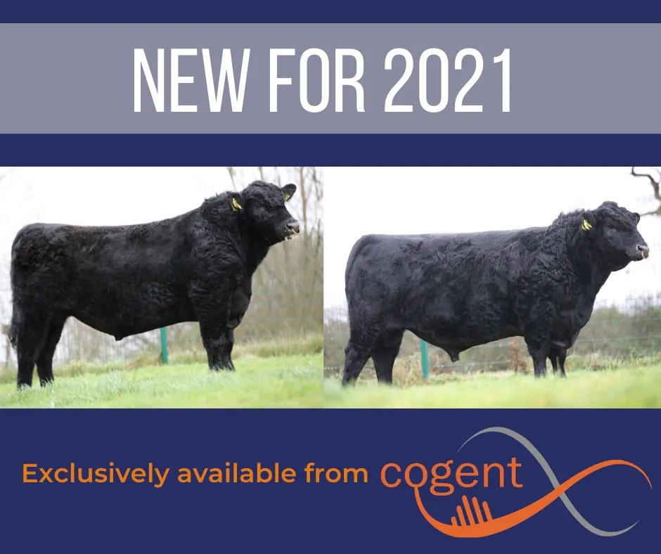 New bulls for 2021 Stabiliser Cattle Company