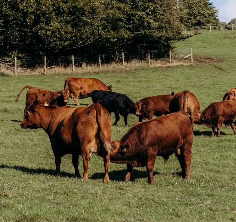 Home Stabiliser Cattle Company
