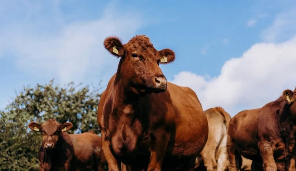 FAQs Stabiliser Cattle Company