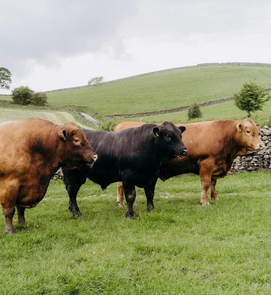 Sales Stabiliser Cattle Company