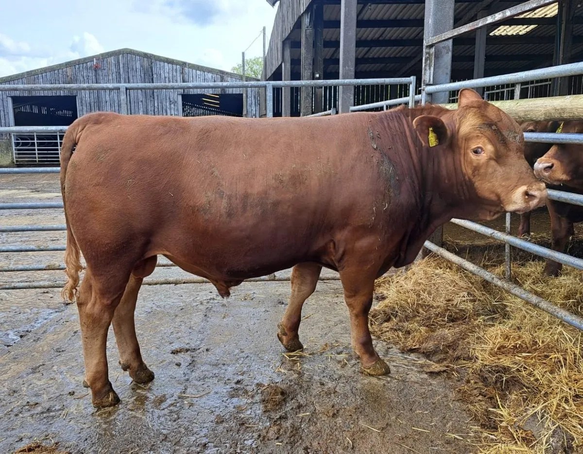 MORWENSTOW BRYN UK382308/301667 Stabiliser Cattle Company