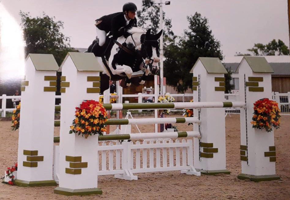 High Offley Fernando Coloured Sport Horse Stallion Stable Express