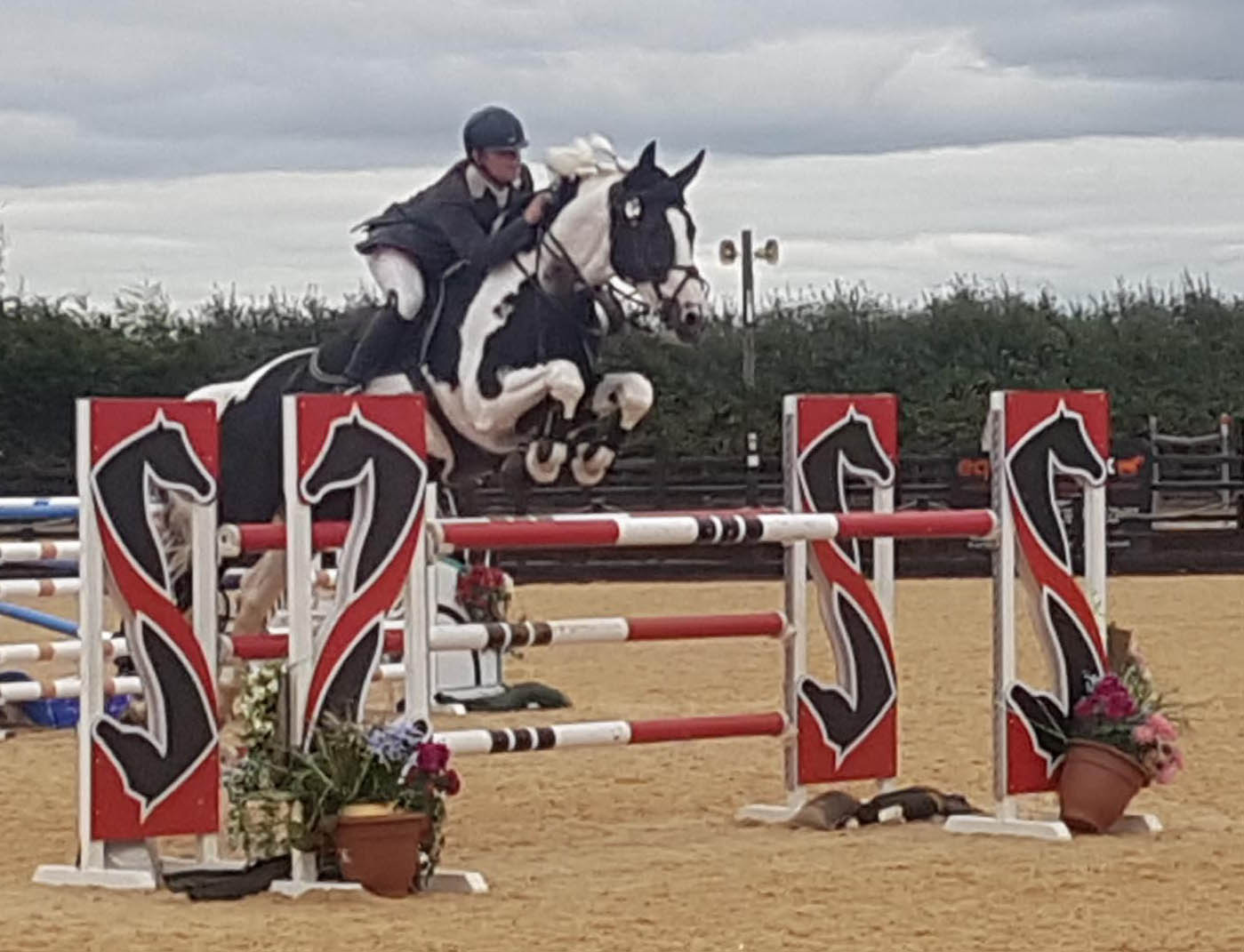 High Offley Fernando Coloured Sport Horse Stallion Stable Express