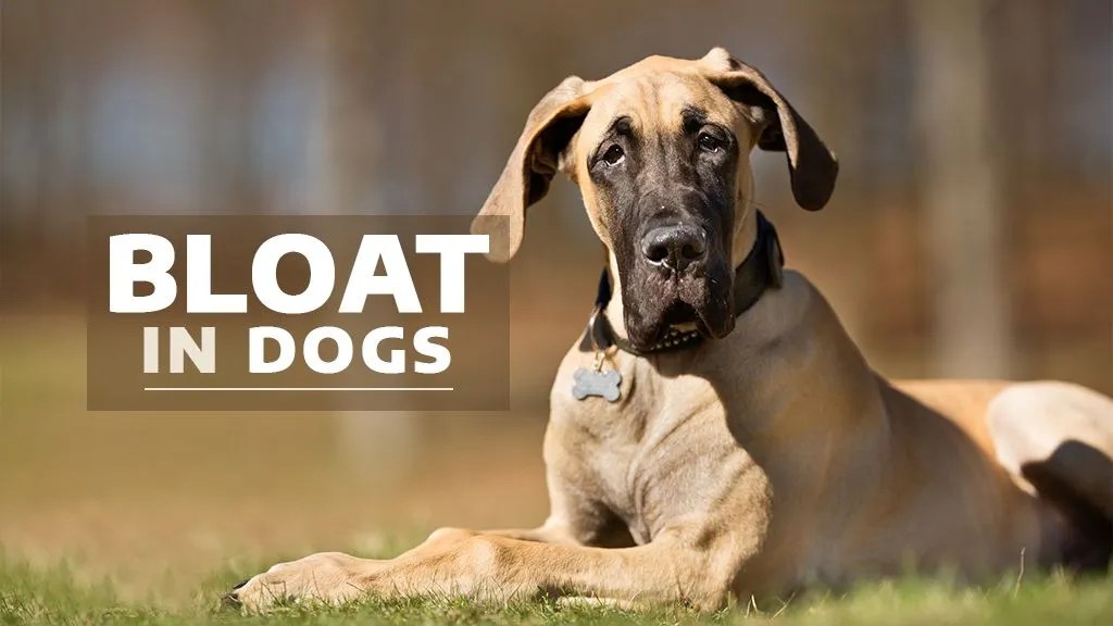 Bloat in Dogs Stabler and Howlett Veterinary Surgeons Mackay Vets