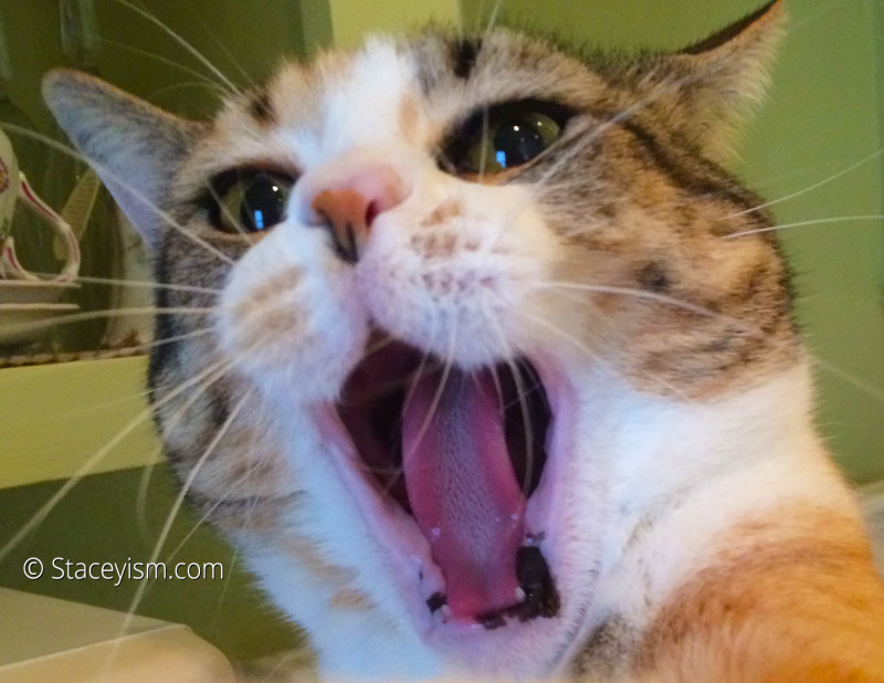Cat Meme Fun Staceyism…