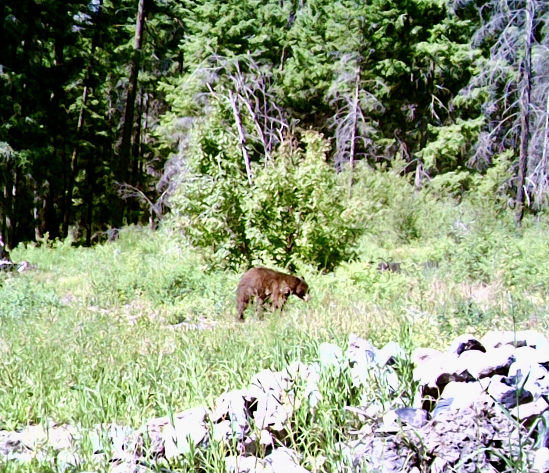 House of Knives to the Rescue Stacey Robinsmith dot com