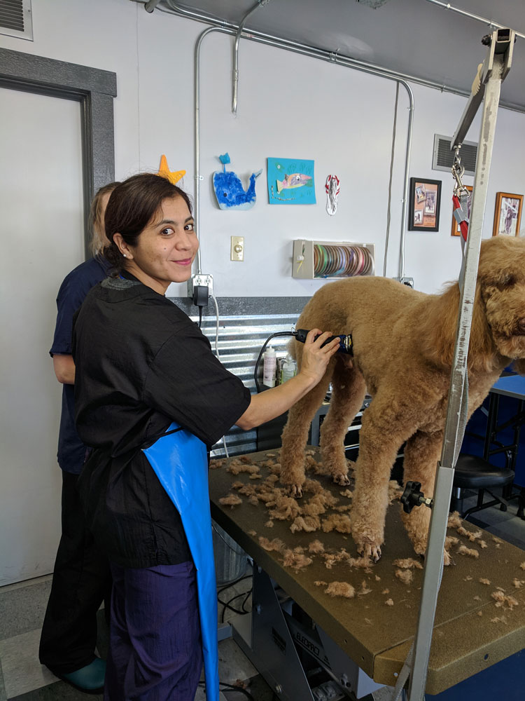 Dog Grooming Classes Idaho Boise Canine Training