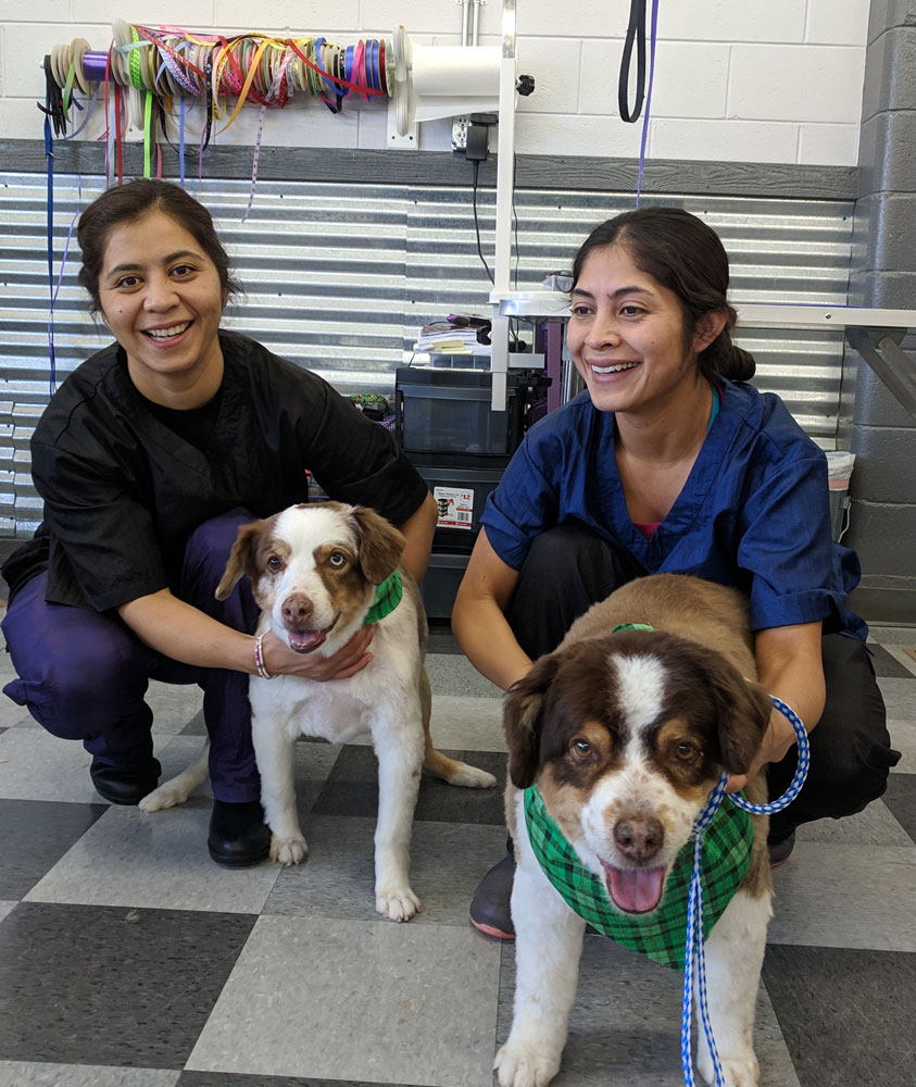 Dog Grooming Classes Idaho Boise Canine Training