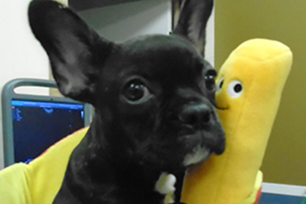 Explore Stack Vet in Syracuse Stack Veterinary Hospital