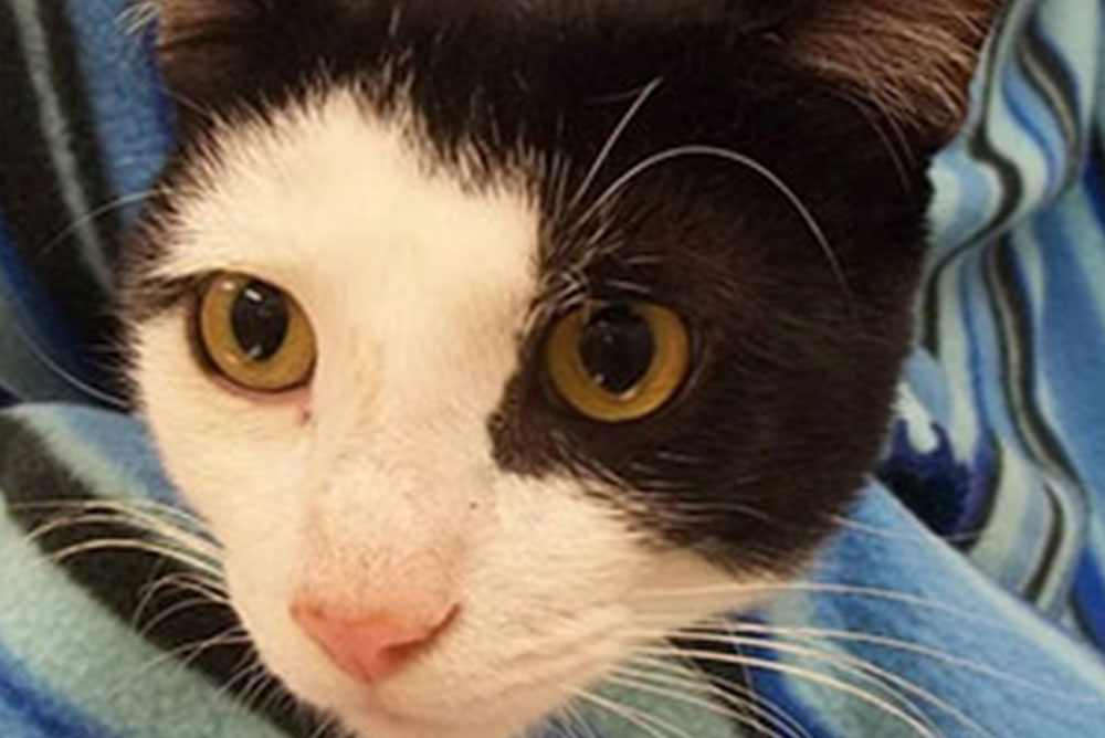 Explore Stack Vet in Syracuse Stack Veterinary Hospital