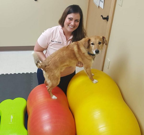 Rehabilitation Vet in Syracuse Stack Veterinary Hospital