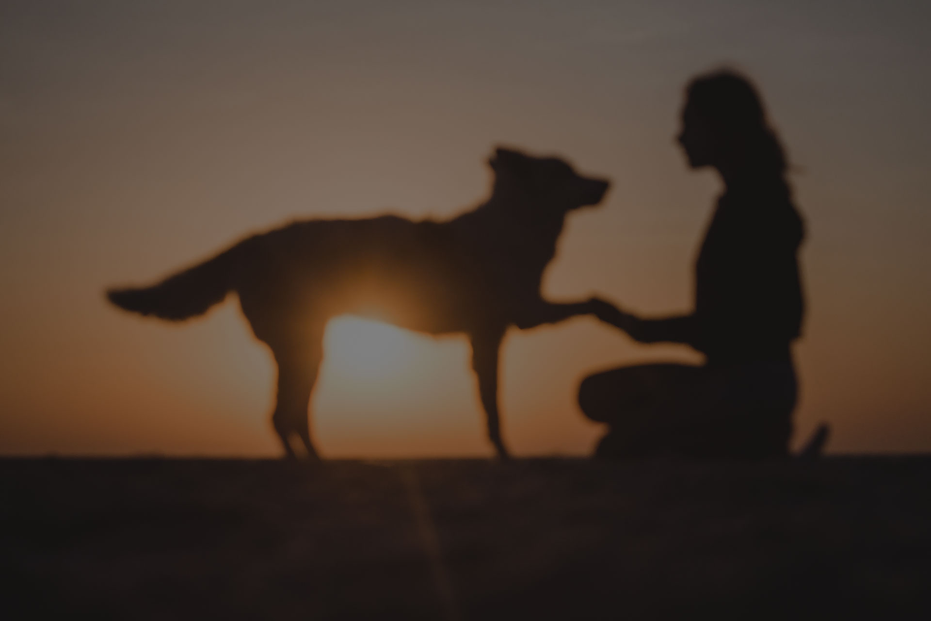 Veterinarians Vet in Syracuse Stack Veterinary Hospital