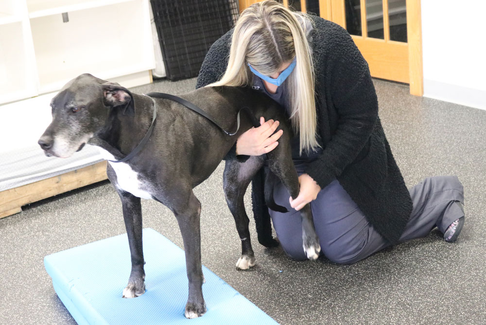 Explore Stack Vet in Syracuse Stack Veterinary Hospital