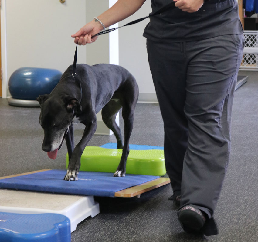 Canine Rehab in Syracuse, Stack Veterinary Hospital