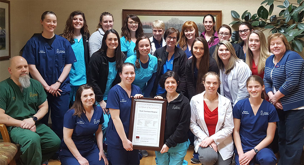 AAHA Vet in Syracuse Stack Veterinary Hospital