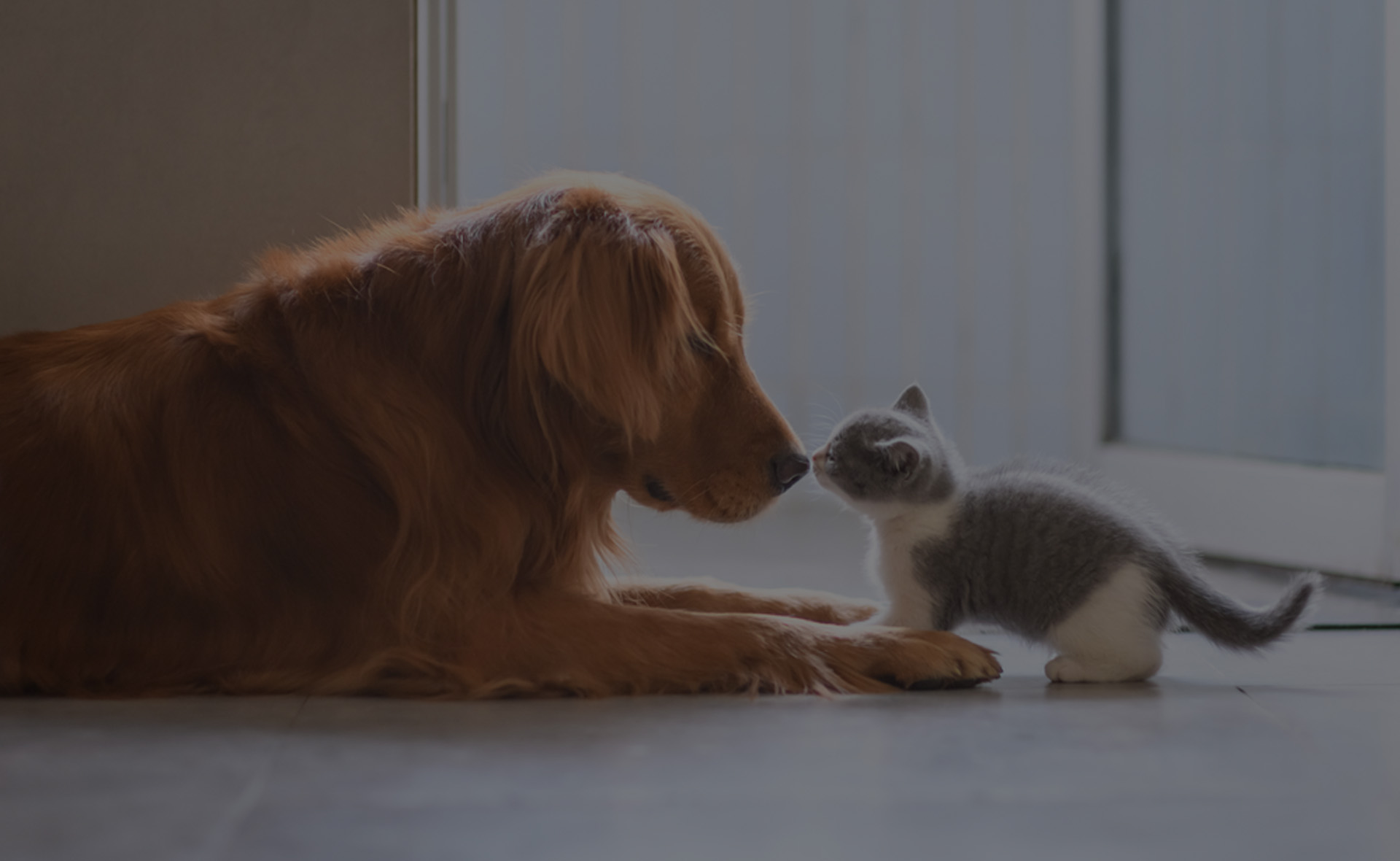 Veterinarians Vet in Syracuse Stack Veterinary Hospital