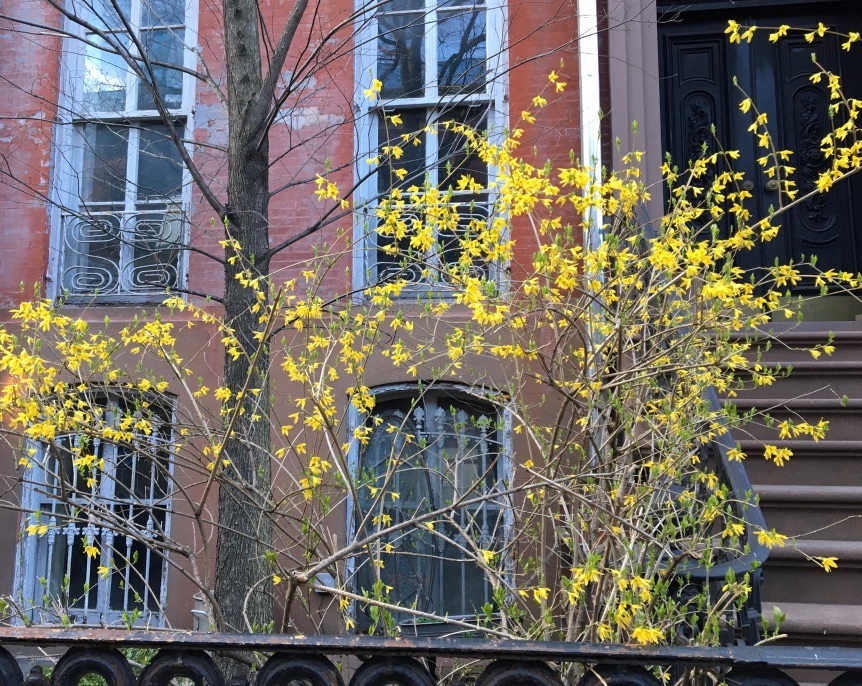 Spring in the West Village, New York City Stacy Horn
