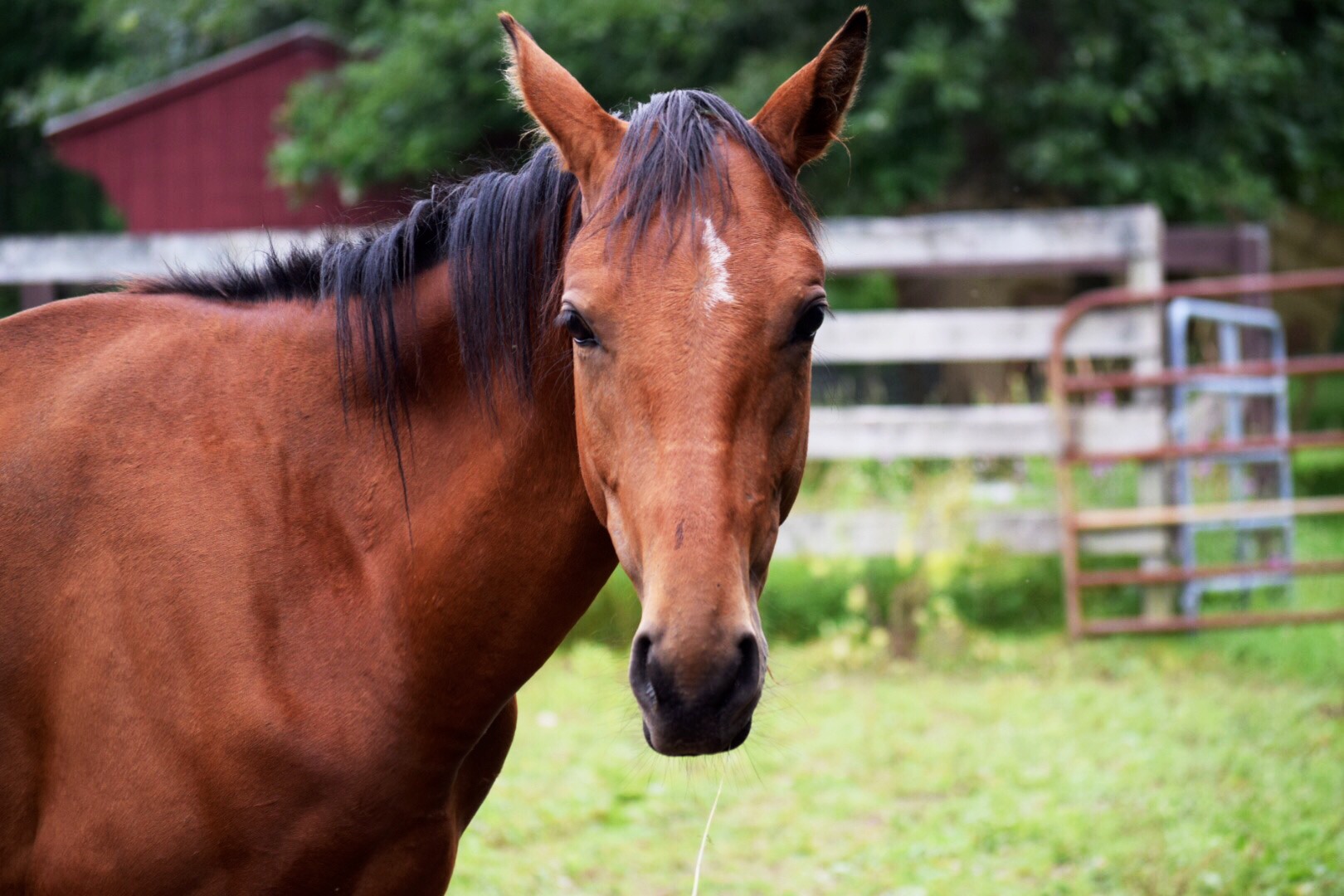 Pets Alive Rescues Horse from Orange County Cruelty Situation