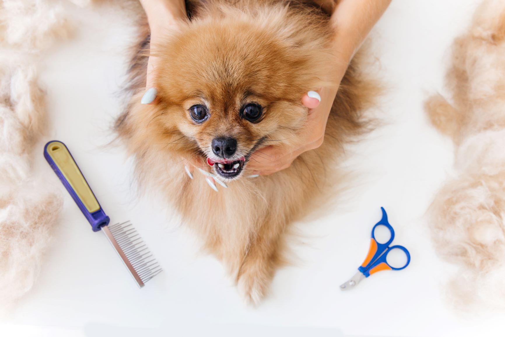 4 Tips For Taking Care Of Your Dog’s Coat Stacyknows