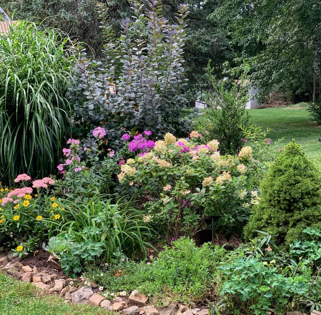 Why Is My Hydrangea Not Blooming? Stacy Ling