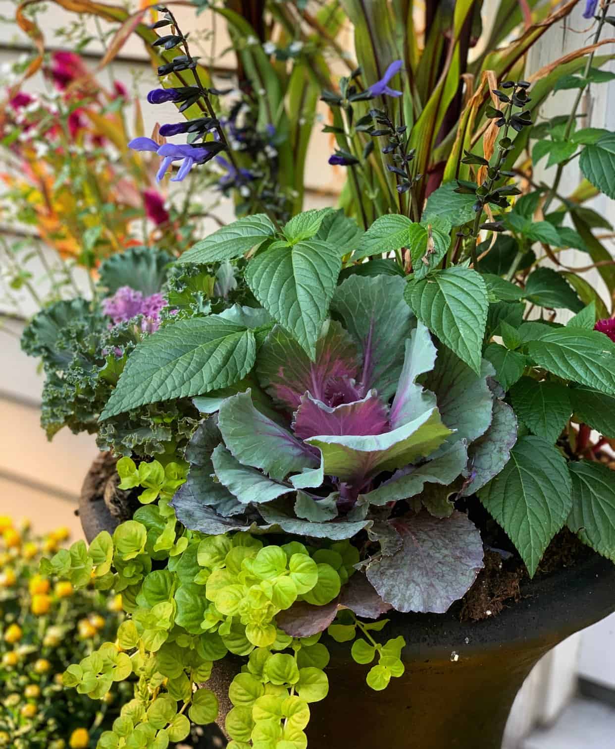 The Best Fall Garden Flowers Stacy Ling